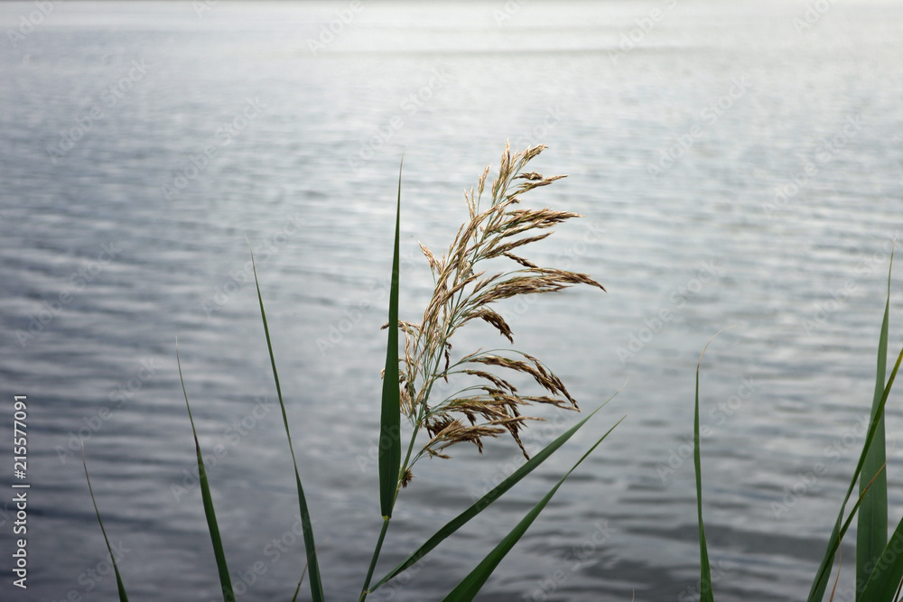 Water plants with seed pods on the foreground, lake in the background Water plants with seed pods on the foreground, lake in the background
