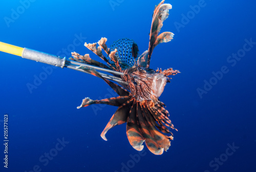 An invasive red lionfish has been removed from the reef by a scuba diver with a Hawaiian sling spear. The pest is a threat to the delicate ecosystem as they have no predators
