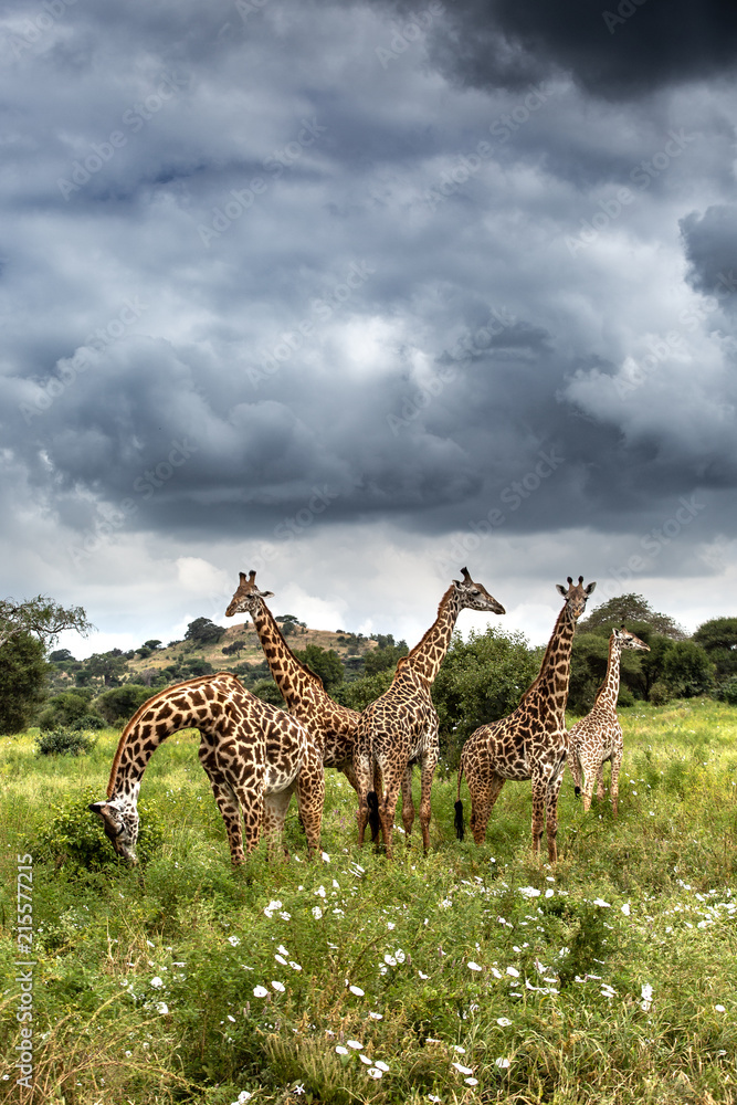 Fototapeta premium Wild Giraffe