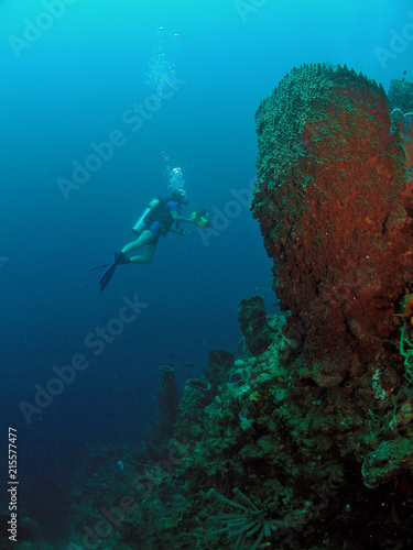 Scuba diver and large sponge 70ft deep © Moments by Patrick