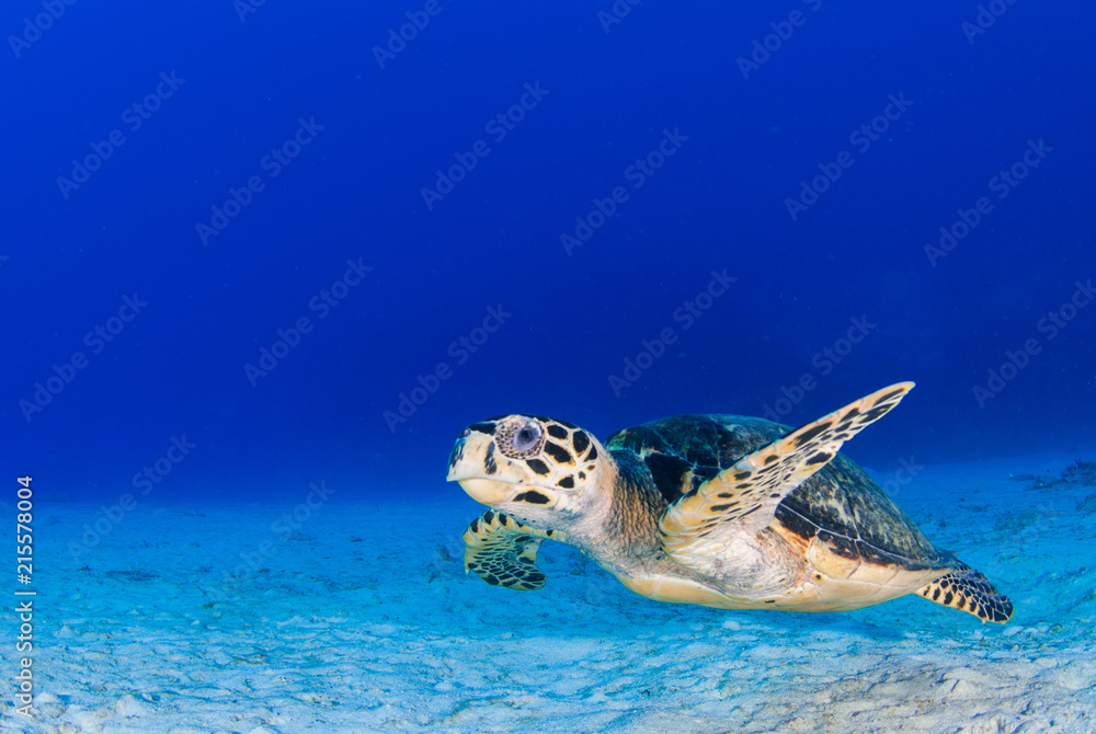 Obraz premium A scuba diver has found a hawksbill turtle near a reef in the Caribbean Sea. This photo was taken in Grand Cayman 