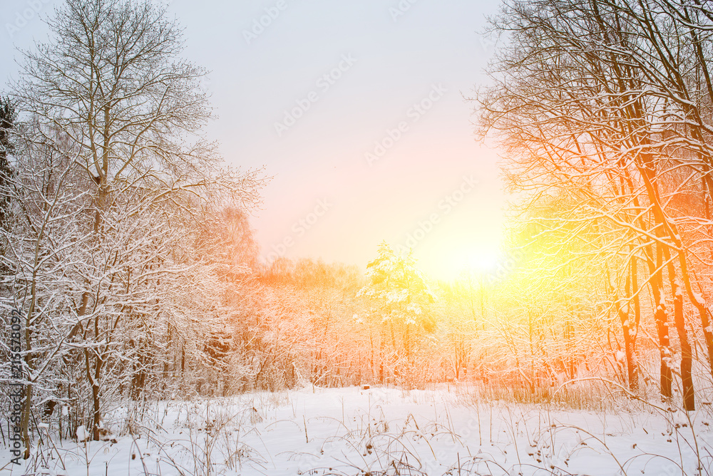 Sunset in the wood between the trees strains in winter period Sunset in the wood between the trees strains in winter period