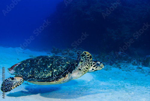 A scuba diver has found a hawksbill turtle near a reef in the Caribbean Sea. This photo was taken in Grand Cayman 