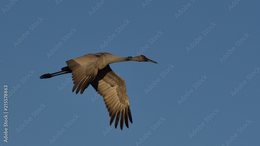 Obraz premium Sandhill Crane Going Home