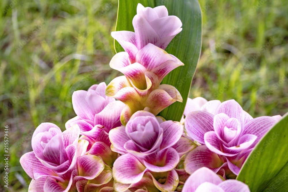 Colorful bouquet of Siam Tulip (Scientific Name:Cucuma Sparganifolia) Colorful bouquet of Siam Tulip (Scientific Name:Cucuma Sparganifolia)