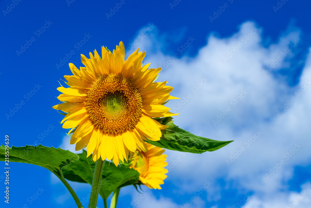 ひまわりと夏の青空