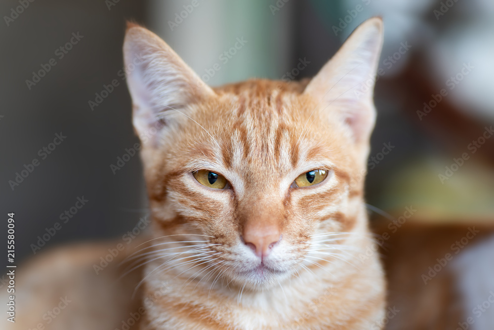 Portrait of ginger cat looking at camera, pet at home Portrait of ginger cat looking at camera, pet at home