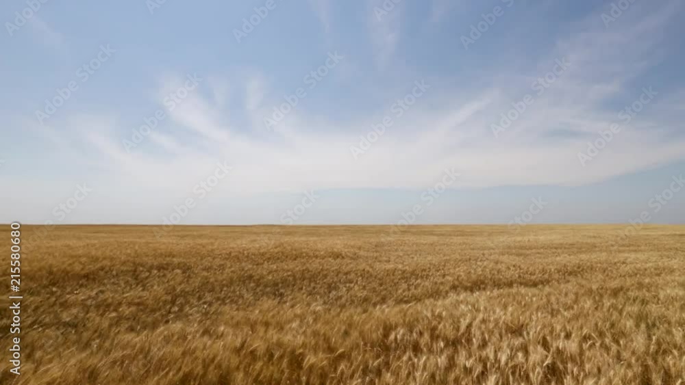Wheat field, blowing in the wind shortly before harvest with a midday sky. Wheat field, blowing in the wind shortly before harvest with a midday sky.