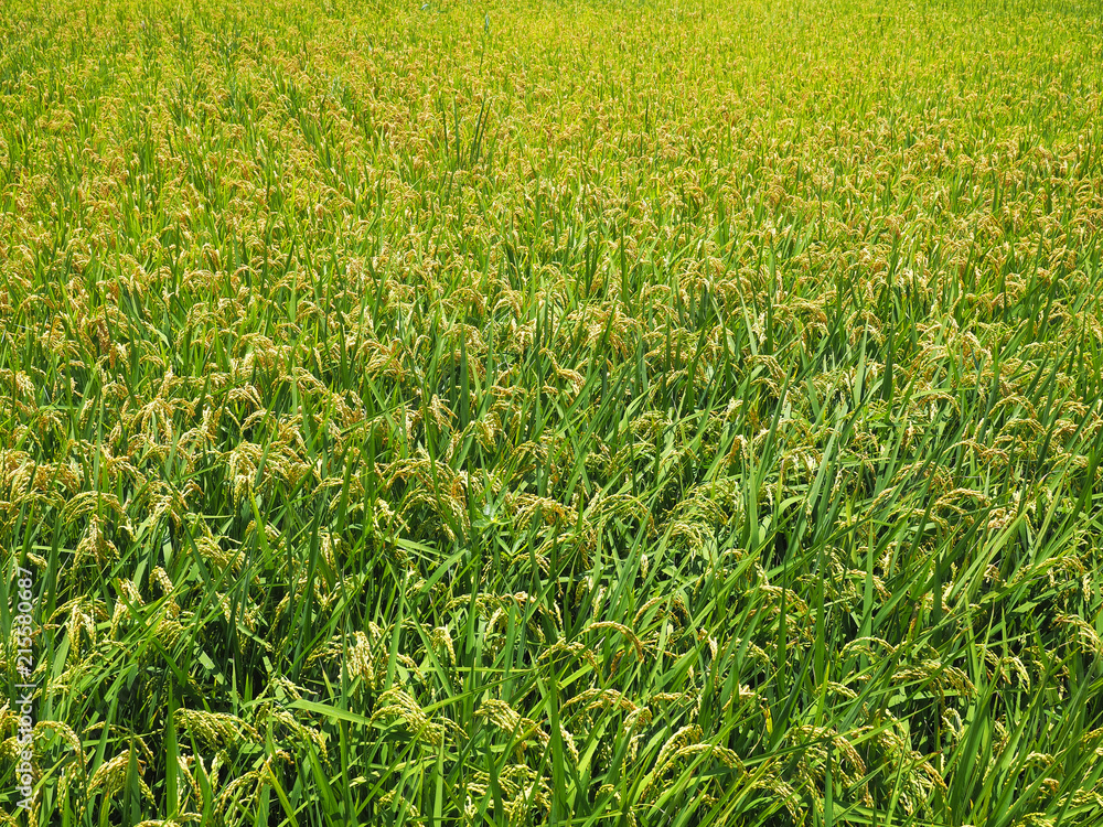 Golden paddy rice field ready for harvest Golden paddy rice field ready for harvest