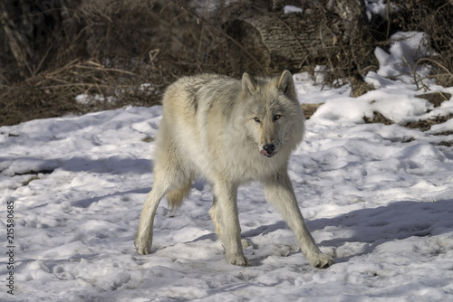 Gray Wolf in the Snow © Lori Labrecque