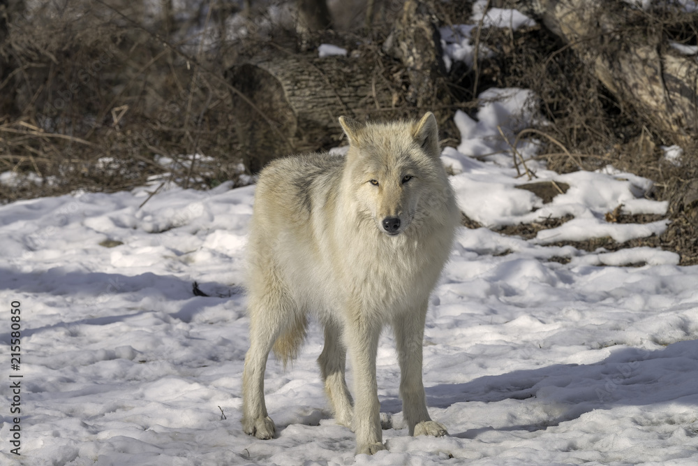 Obraz premium Gray Wolf in the Snow