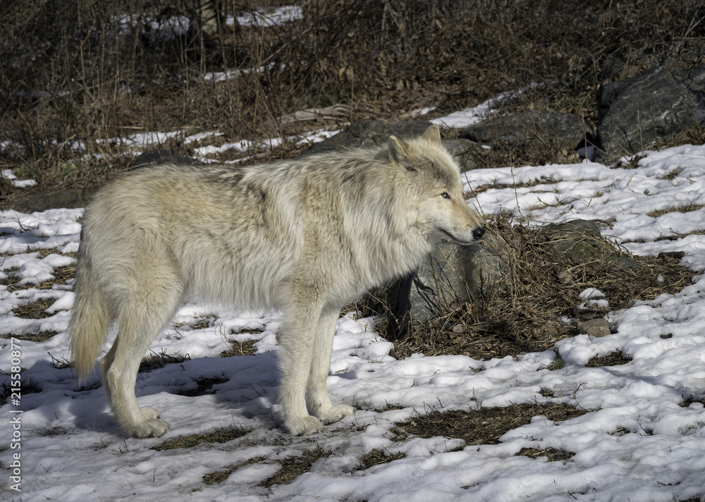 Obraz premium Gray Wolf in the Snow