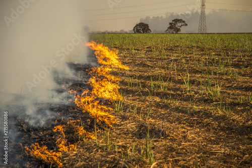 Sugar cane Fire plantation photo