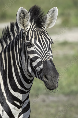 Close up zebra portrait showing the details in the fur and mane.  Image taken in the Okavango Delta  in Botswana.