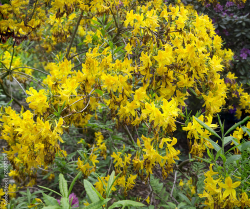 Majestic clusters of bright yellow Rhododendrons look spectacular. The Green foliage in front & few lilac clusters in the background offer a dash of contrasting hues, adding charm to this Panorama.