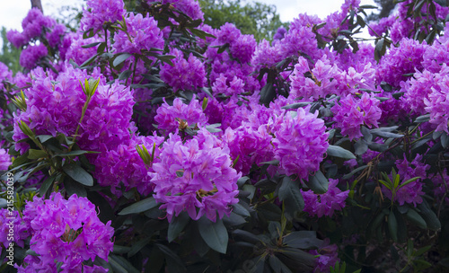An absolutely stunning lilac-violet cluster of rhododendrons. The delicate varied hues seen within, including softish whites, give this cluster a very glamorous appearance – plus dark green contrast.