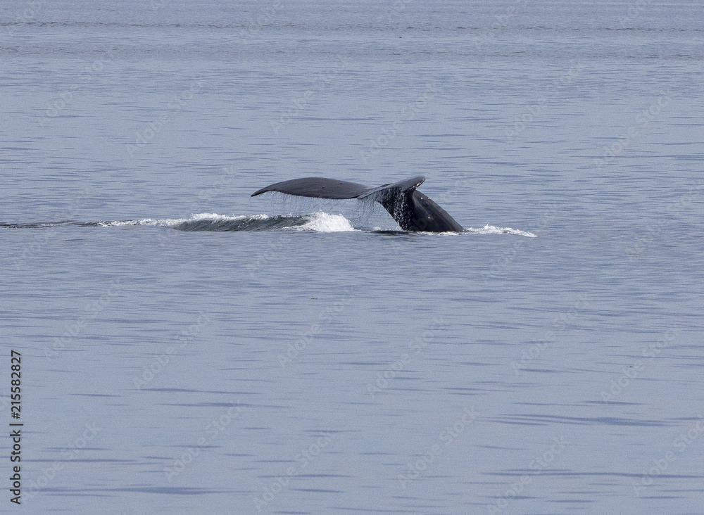 Obraz premium Humpback Whale