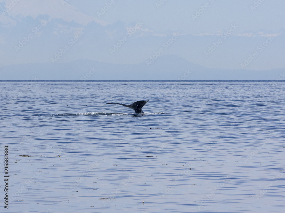 Obraz premium Humpback Whale