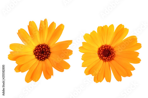 Fototapeta Naklejka Na Ścianę i Meble -  Calendula. Marigold flower isolated on white background