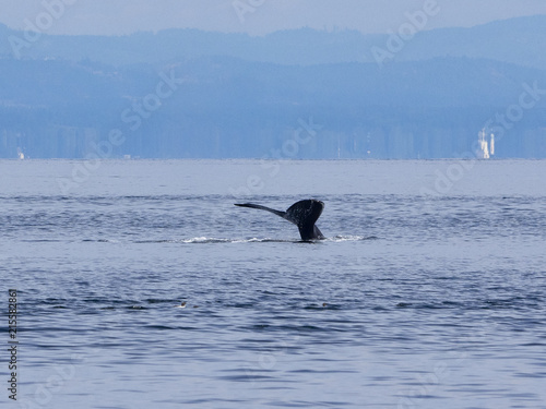 Humpback Whale