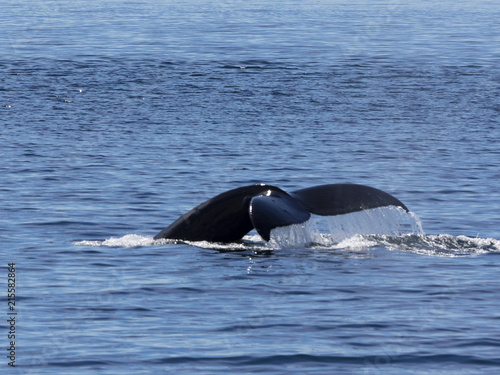 Humpback Whale