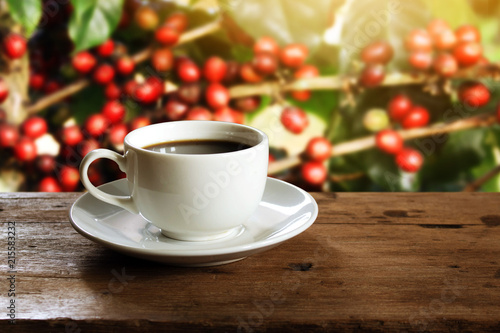 Coffee cup and coffee bean on rustic wooden table on blurred coffee tree background with copy space. Relaxing time with coffee in the morning concept.