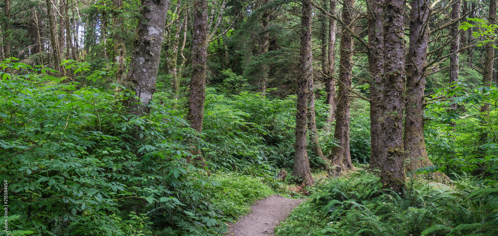 Obraz premium Trees and greenery form a panorama of Oregon coastal forest.