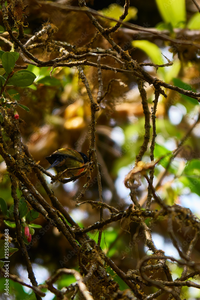 highest point in Thailand bird forest highest point in Thailand bird forest