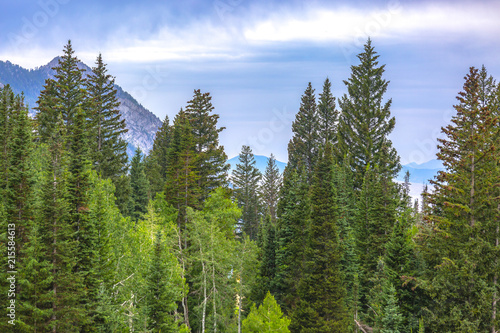 Pine trees with purple mountains behind