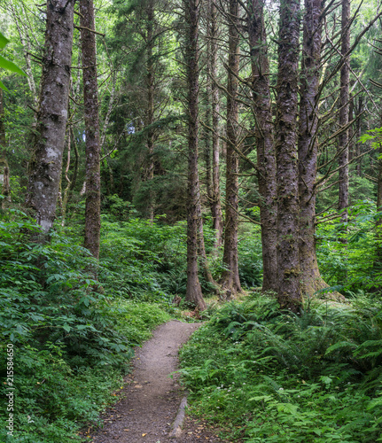 Narrow walking trail between the trees in Oregon's Ecola State Park.