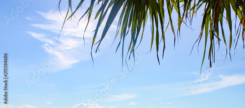 Banner of blue sky with wispy clouds and palm leaves at the top - room for copy © Susan Vineyard 