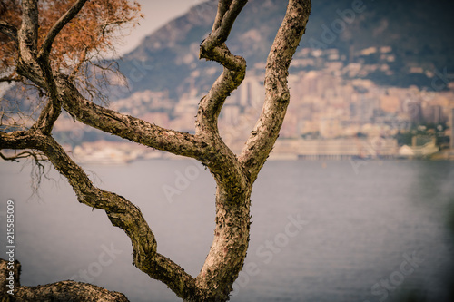 Abstract composition with tree branches on Cape Martin. France. Cote d'Azur.