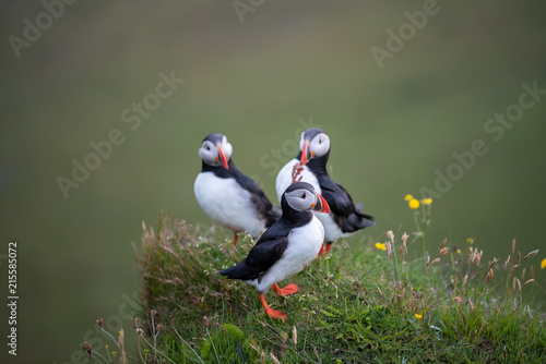 Cute Atlantic Puffin - ratercula arctica in Borgarfjordur eystri ,Iceland.