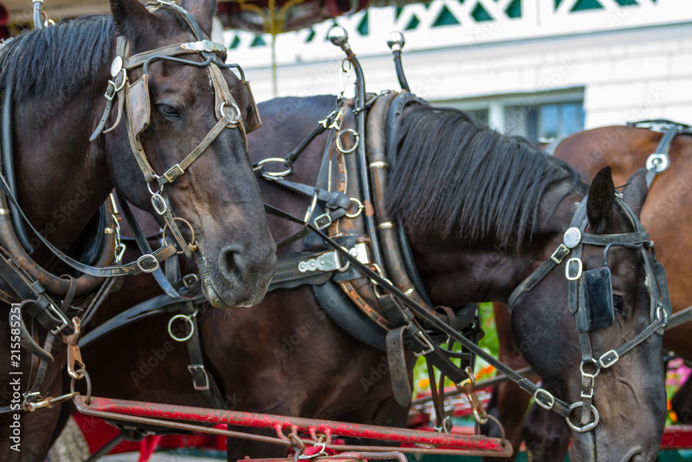 Obraz premium Horses 36
