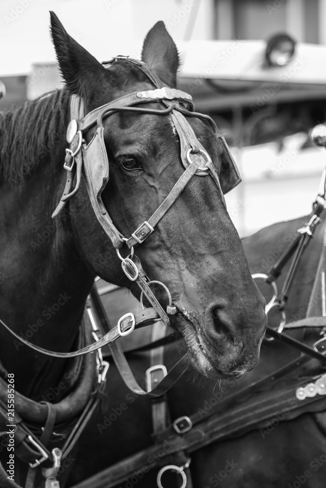 Obraz premium Horse 74