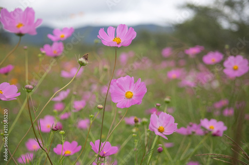 Flor del campo morada, en ejutla jalisco