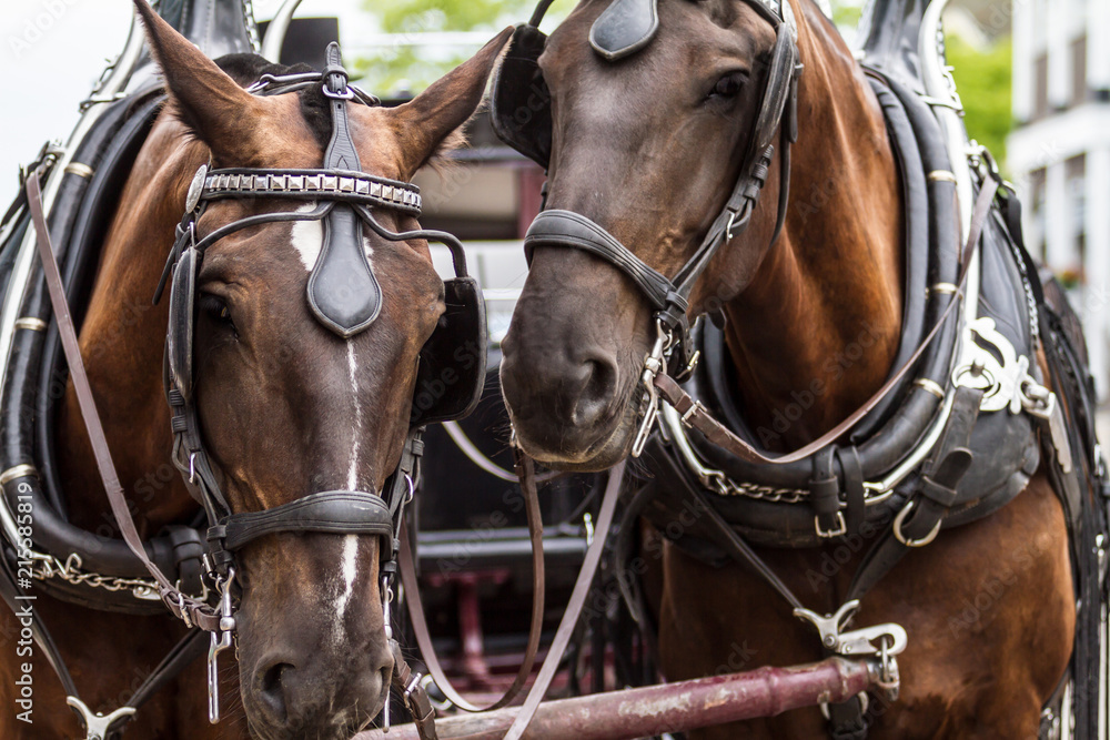 Obraz premium Horses 11