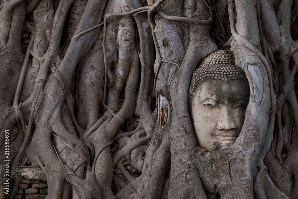 Buddha Head statue trapped in roots of Bodhi Tree at Wat Mahathat, Ayutthaya historical park, Thailand.