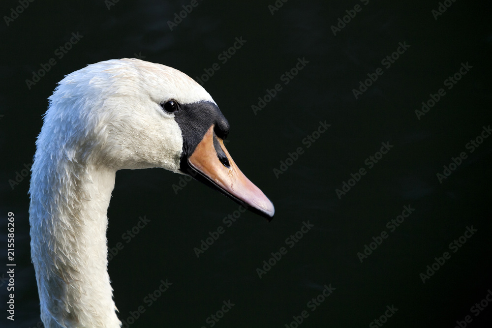 Swan Swan