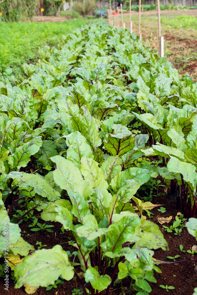 Beets Beets
