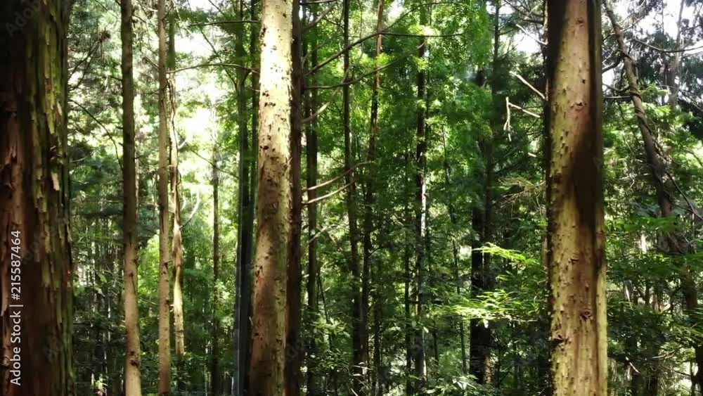 日本の森の風景、ドリー撮影、左移動 日本の森の風景、ドリー撮影、左移動