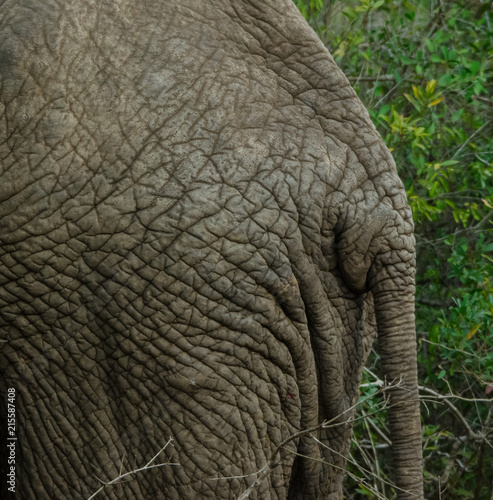 Elephant_Hide&Tail_Closeup