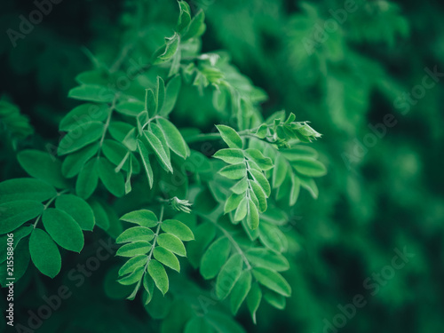 The leaves of the tree.