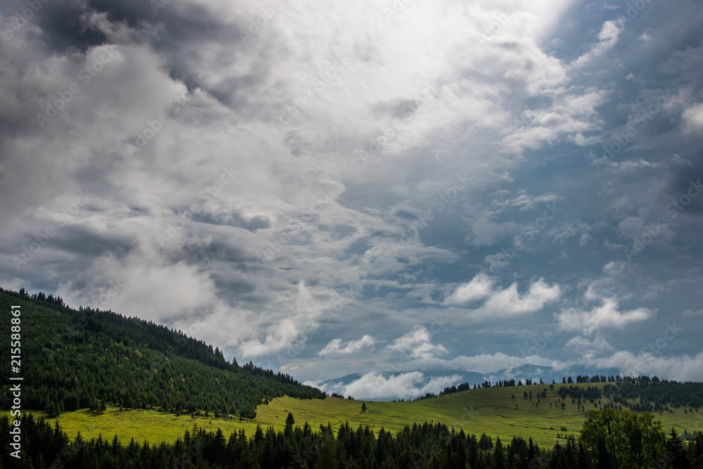 Pine woods landscape after heavy rain in Romania, Transylvania, Carpathian mountains, cows eating grass in the foreground.