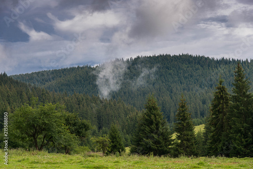 Pine woods landscape after heavy rain in Romania, Transylvania, Carpathian mountains.