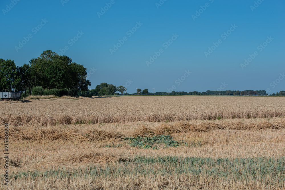 Getreideernte auf einem Kornfeld bei blauem Himmel