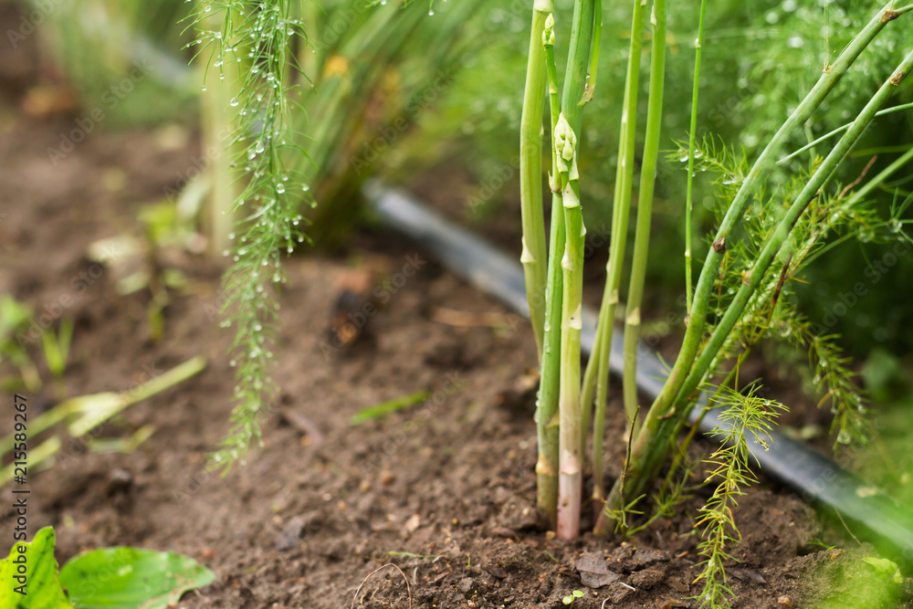 Asparagus grow on soil watering by dripping tube. Asparagus grow on soil watering by dripping tube.