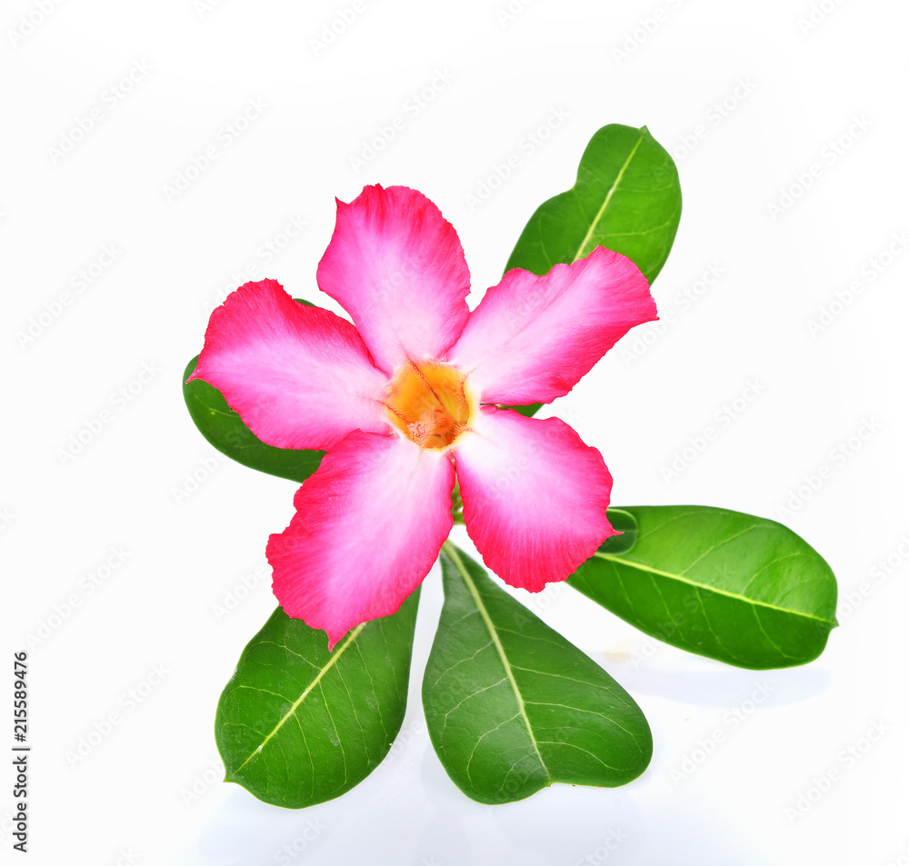 Azalea flowers fresh on white background Azalea flowers fresh on white background