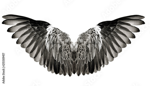 Wing feathers couple on white background © yingthun