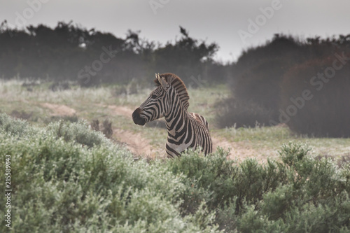 Zebra in the mist